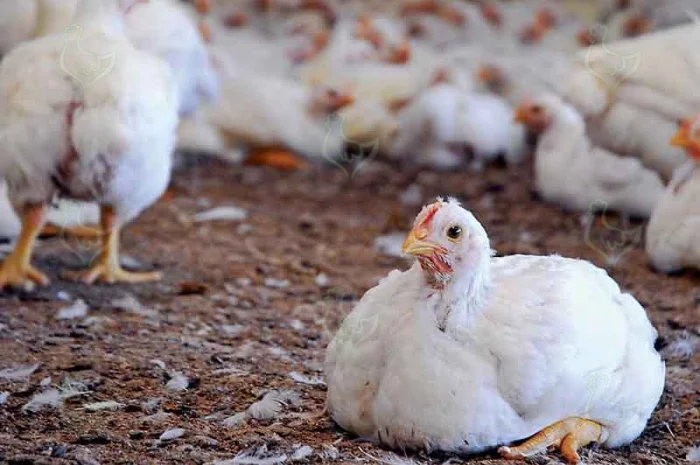 Продажа домашнего бройлера живым весом- фото № 1