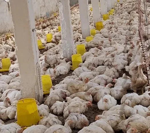 Продаются бройлеры Росс 308 живым весом- фото № 1