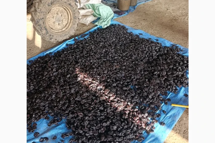 Продам чорнослив- фото № 5