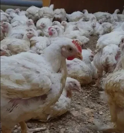 Крос бройлер КОББ 500 у продажу- фото № 1