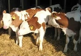 Закупка крупного рогатого скота- фото № 1