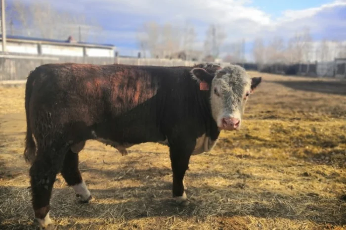 Закупка ВРХ в Полтаве – мясокомбинат- фото № 1