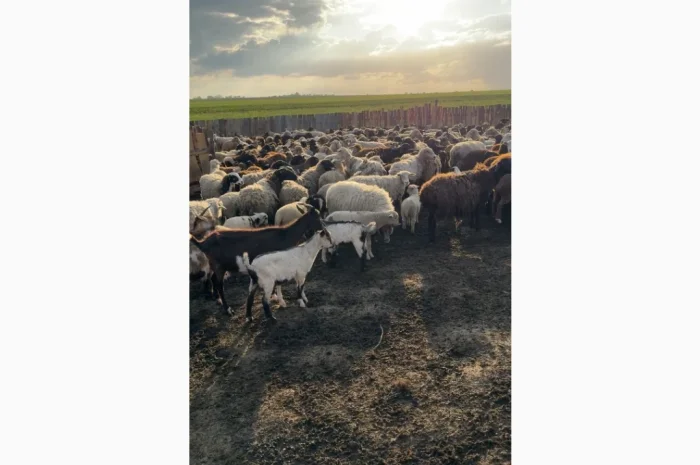 Купую кіз та козенят за вигідною ціною- фото № 2