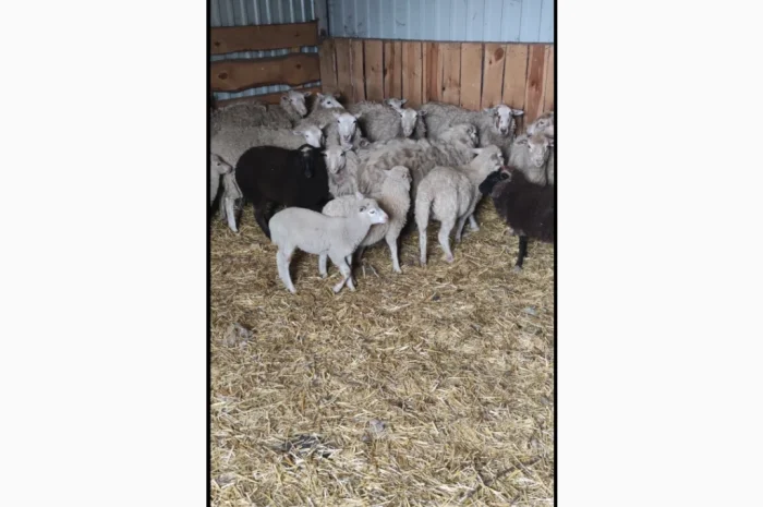 Купую коз і овець у великій кількості- фото № 1