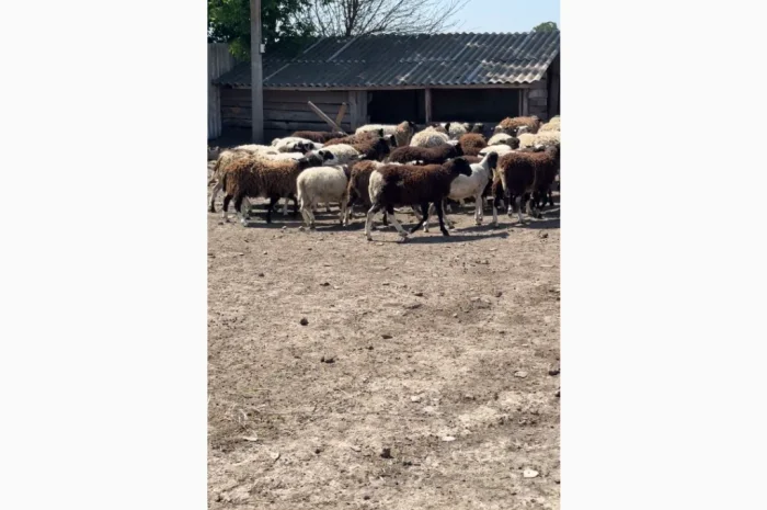Купую коз і овець у великій кількості- фото № 3