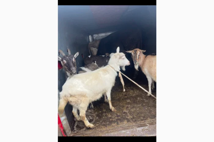 Купую коз і овець у великій кількості- фото № 4