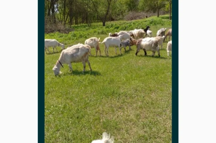 Купую стадо кіз у Полтаві- фото № 1