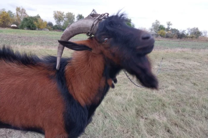 Пропонується альпійський племінний козел- фото № 2