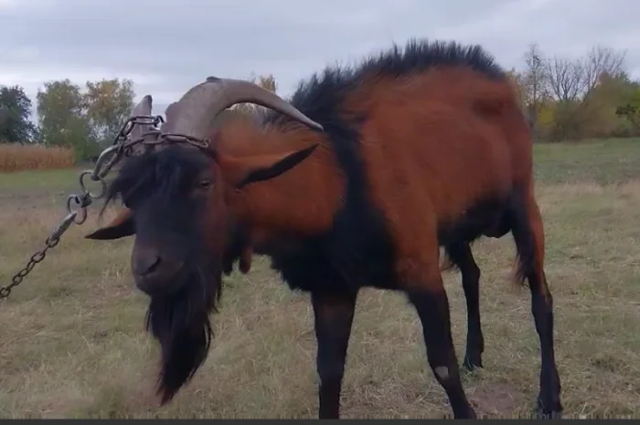 Пропонується альпійський племінний козел- фото № 3