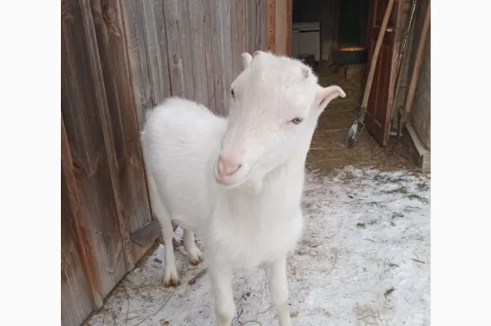 Продается козлик 10 месяцев от молочной козы- фото № 1