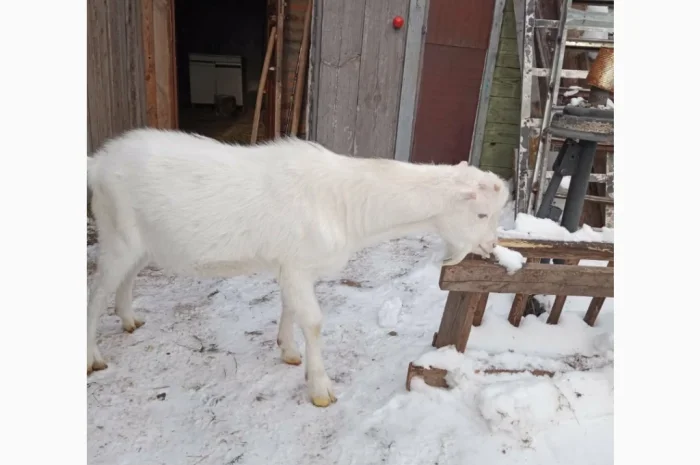 Продается козлик 10 месяцев от молочной козы- фото № 2