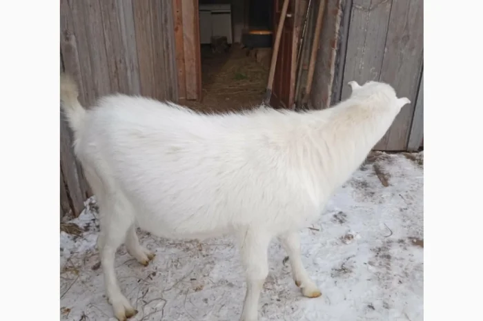 Продается козлик 10 месяцев от молочной козы- фото № 3
