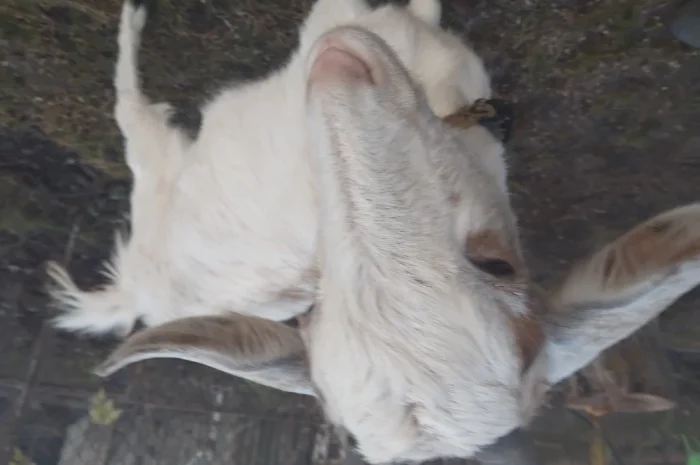 Продается молодая козочка- фото № 1