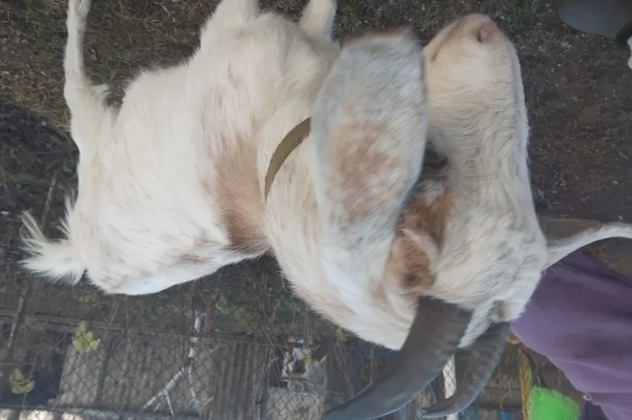 Продается молодая козочка- фото № 2