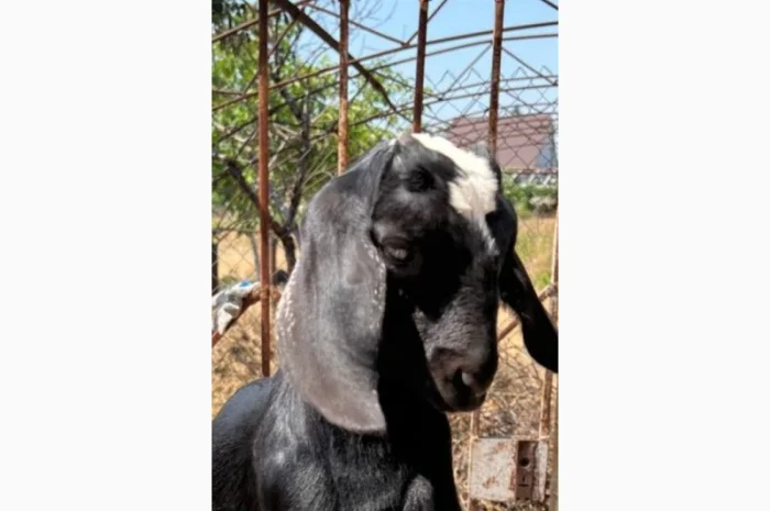 Продаются 100% козлики англо-нубийской породы- фото № 2