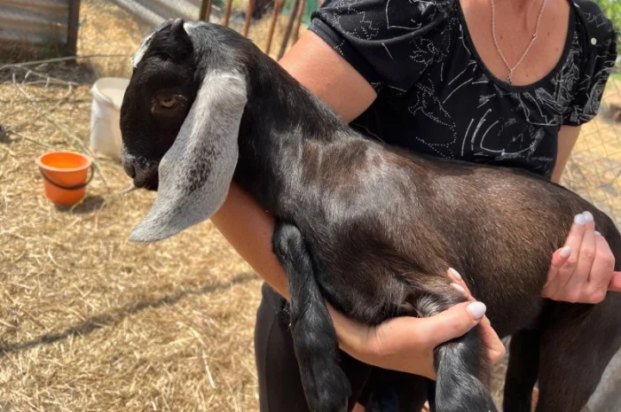 Продаются 100% козлики англо-нубийской породы- фото № 3