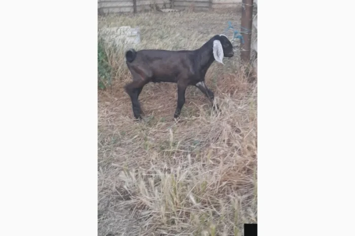 Продаются 100% козлики англо-нубийской породы- фото № 4