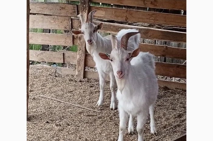 Продається стадо кіз - 70 дійних- фото № 1