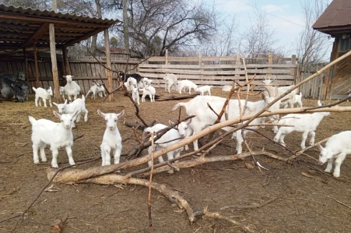 Продається стадо кіз - 70 дійних- фото № 2