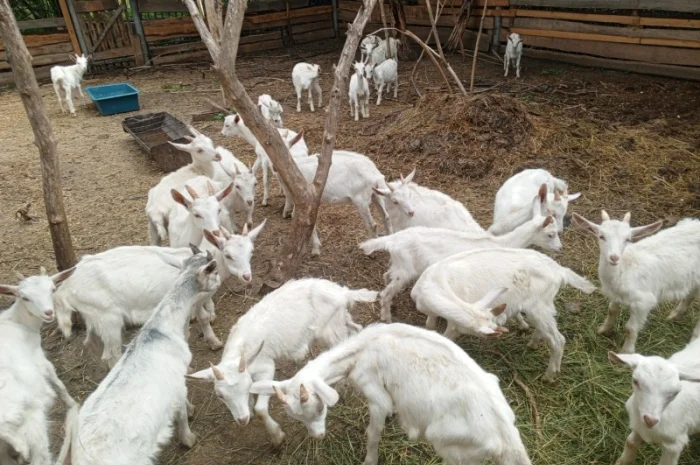 Продається стадо кіз - 70 дійних- фото № 3