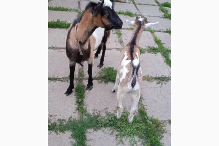 Терміновий продаж кіз- фото № 1