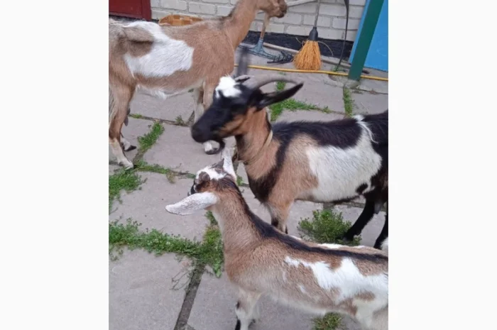 Терміновий продаж кіз- фото № 2