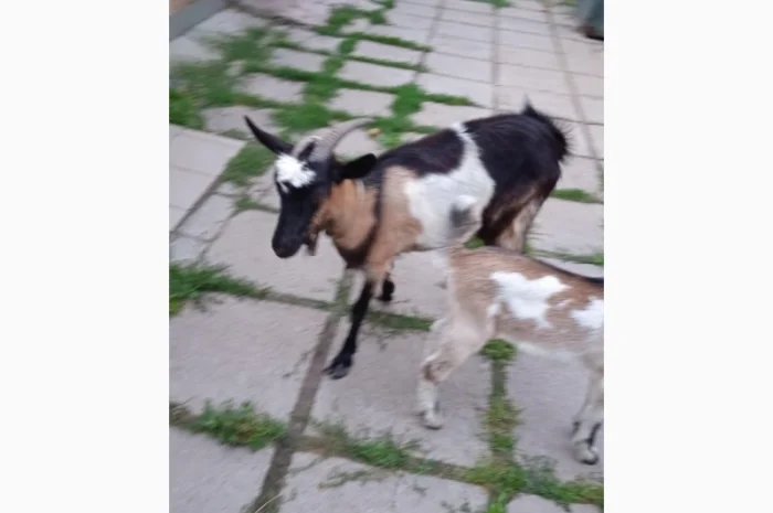 Терміновий продаж кіз- фото № 3