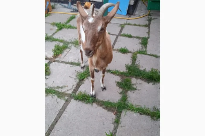 Терміновий продаж кіз- фото № 4