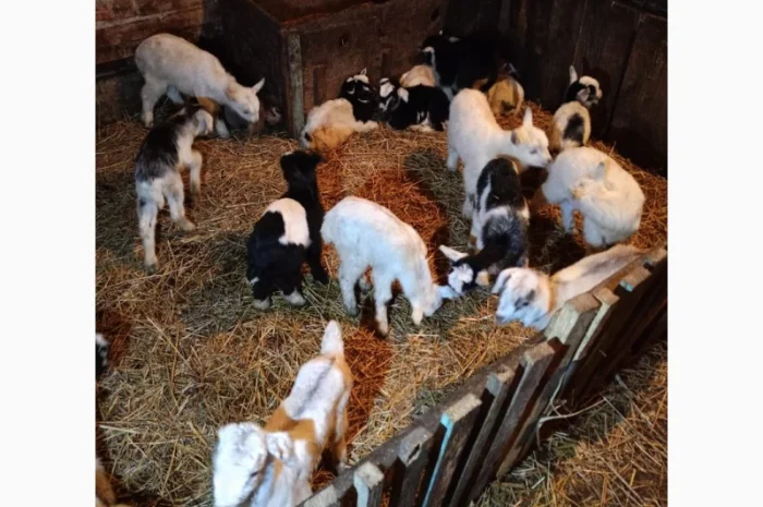 Действующие козы и козлята на продажу- фото № 1