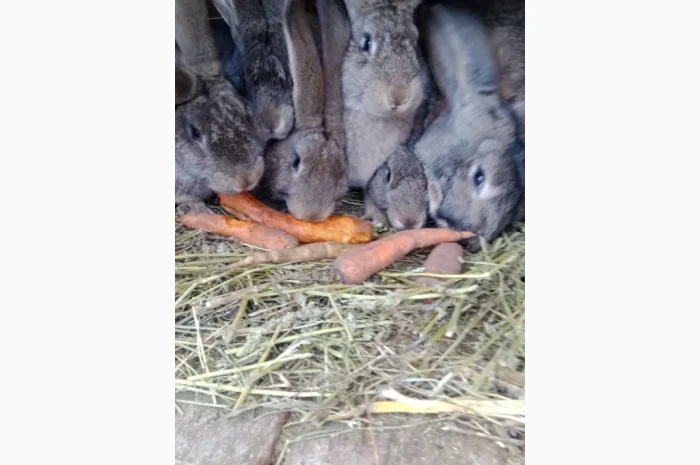 Кролики- фото № 3