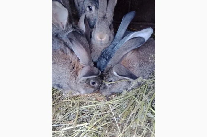 Кролики- фото № 4