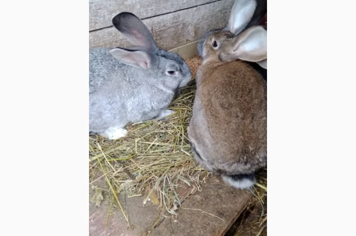 Кролики- фото № 8