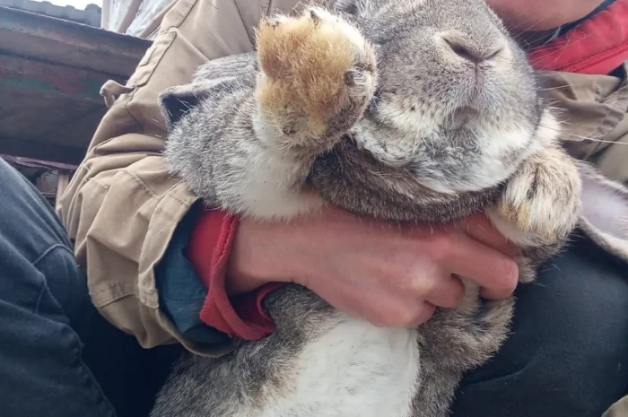 Кролики- фото № 11