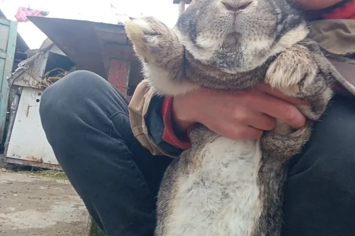 Кролики- фото № 12