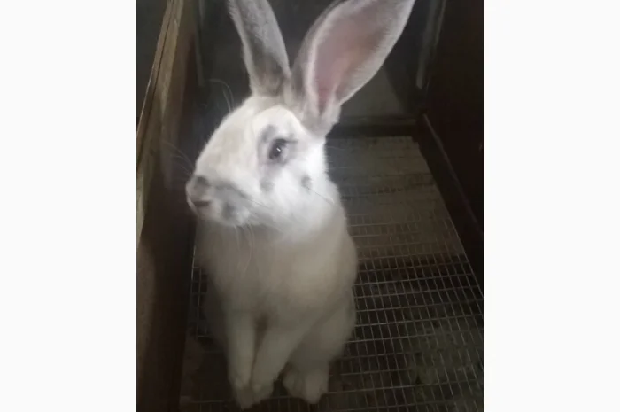 Продаю кроликів- фото № 1
