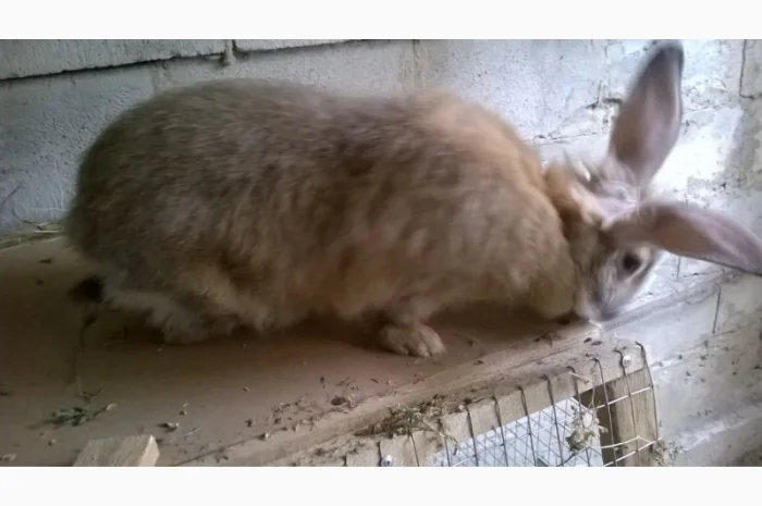 Продаю кроликів- фото № 3