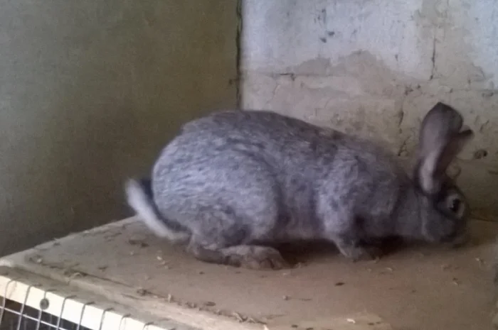 Продаю кроликів- фото № 4