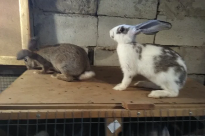 Продаю кроликів- фото № 5