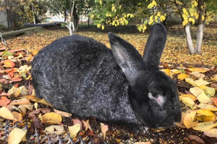 Продам кролів великої породи- фото № 3