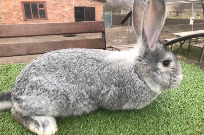Продам кролів великої породи- фото № 4