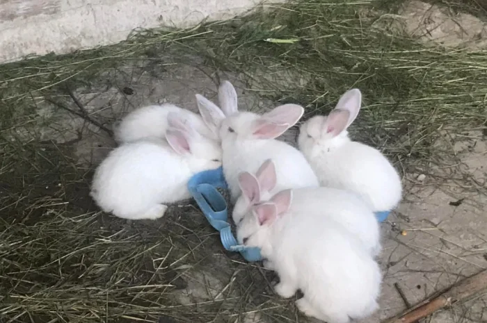 Продам кролів великої породи- фото № 6