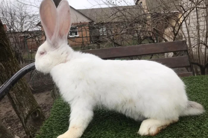 Продам кролів великої породи- фото № 7