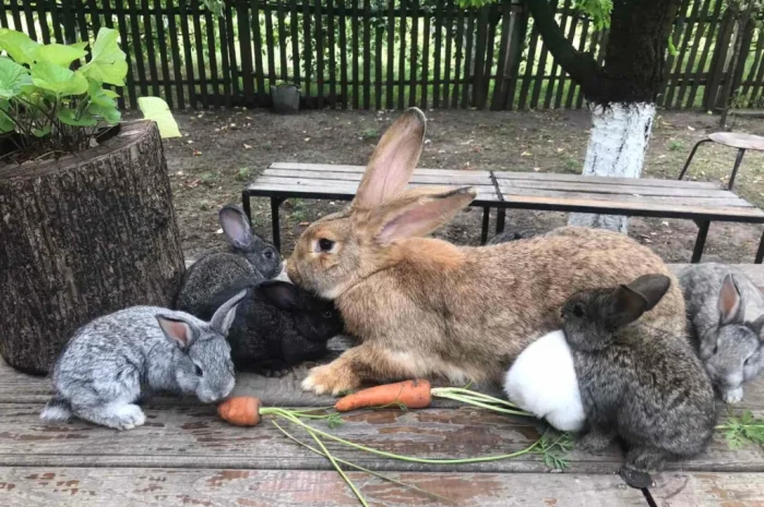 Продам кролів великої породи- фото № 8