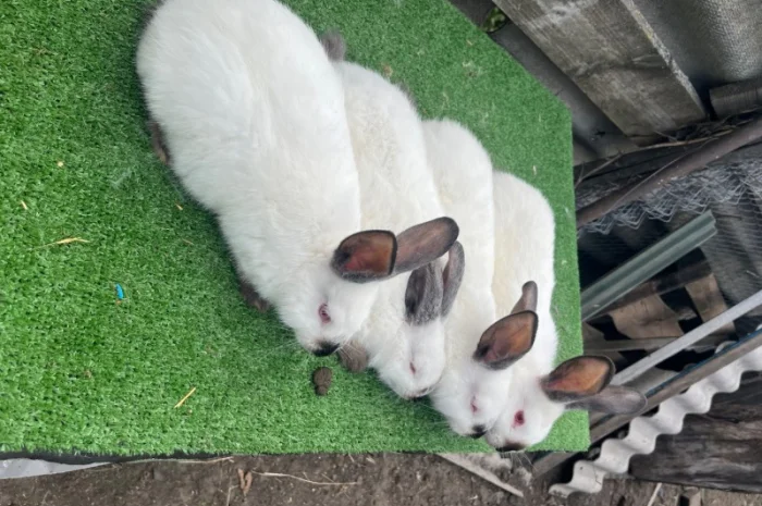 Кролики разных пород в продаже- фото № 1