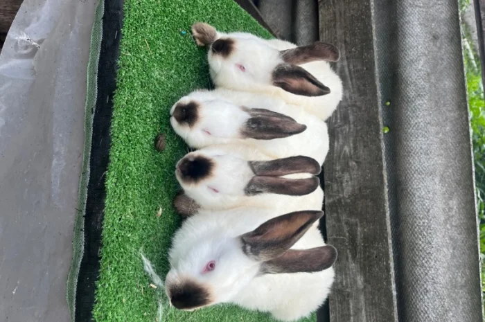 Кролики різних порід- фото № 2