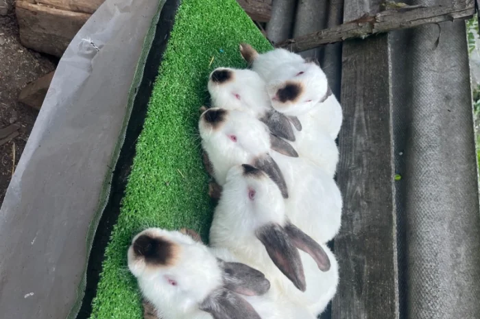 Кролики разных пород в продаже- фото № 4