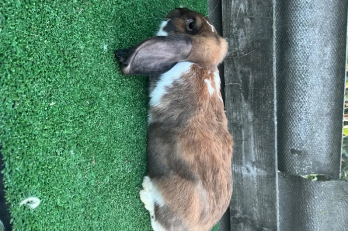 Кролики різних порід- фото № 5