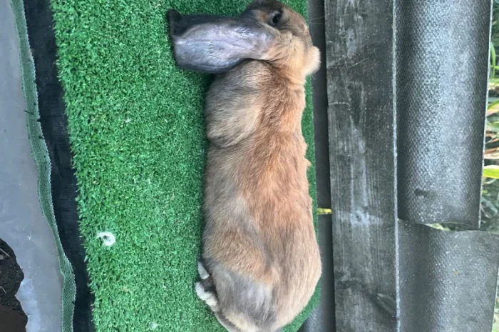 Кролики разных пород в продаже- фото № 6