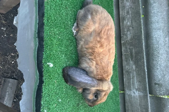 Кролики різних порід- фото № 7