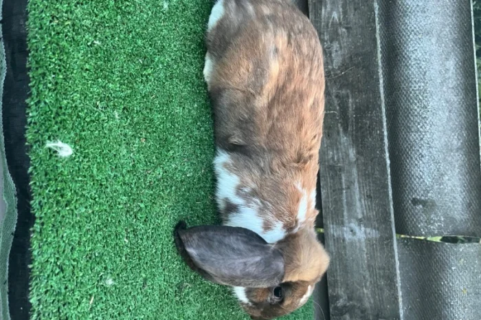 Кролики різних порід- фото № 9